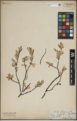 Foto von Salix lapponum L.
